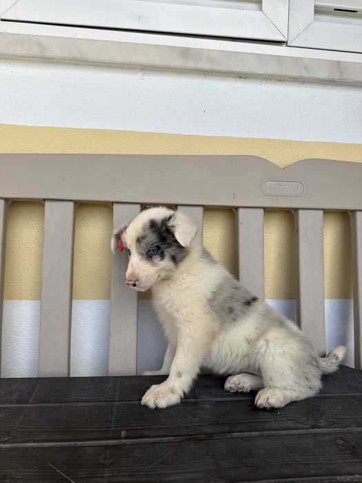 Border Collie Merle Femea com olhos azuis