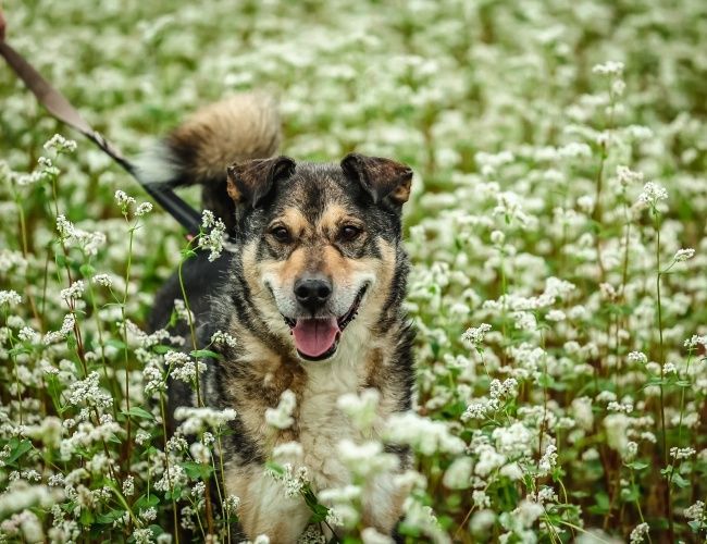 Amil czeka na domek!