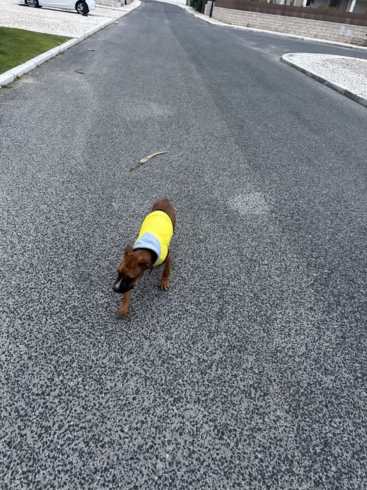 Adoção de cachorro