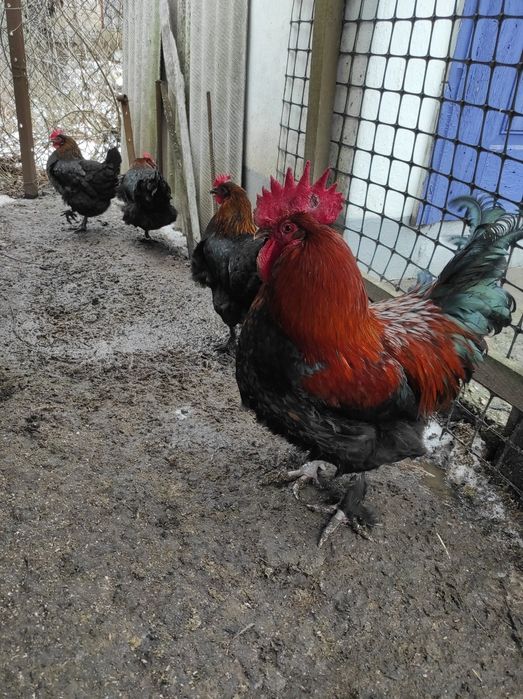 Куры Маран чёрно-медный, яйцо инкубационное