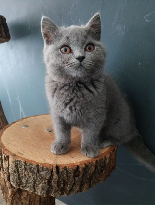 Kocurek brytyjski niebieski