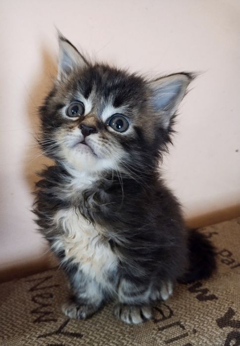 Акция в питомнике!Котята мейн-кунята Доставка