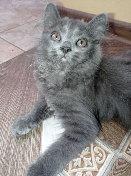 Продаю котеня (дівчинка)