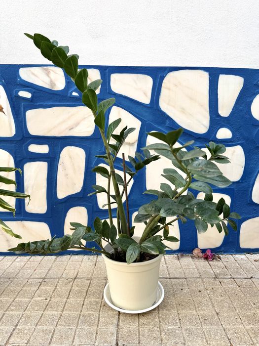 Plantas Diversas