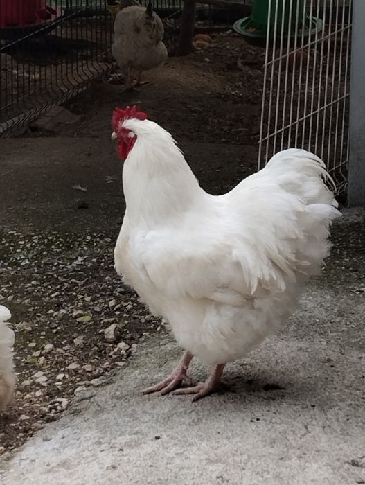 Ovos de Orpington, Amarelo ou Branco