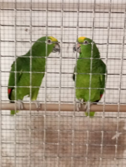 Casal amazonas ochrocephalo