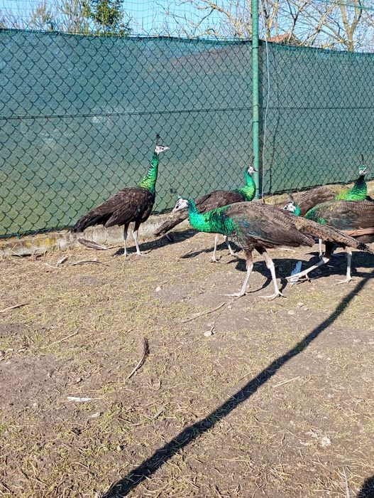 Paw Pawie   zielone. 2025.