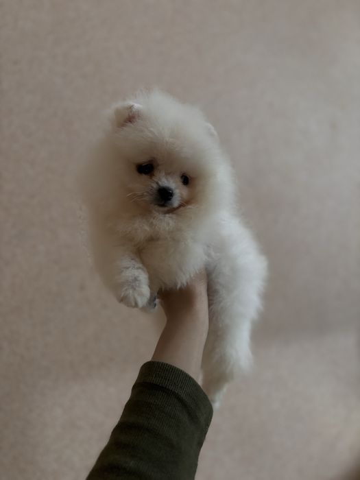 шикарний Ведмедик шоу класу