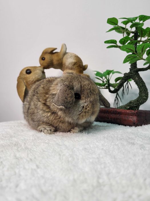 Króliczki Mini Lop i karzełki Teddy.