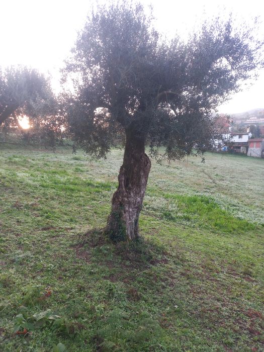 Oliveiras grande porte