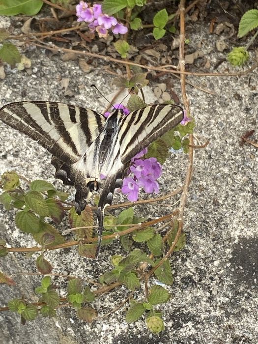 Pele sintetica genuina