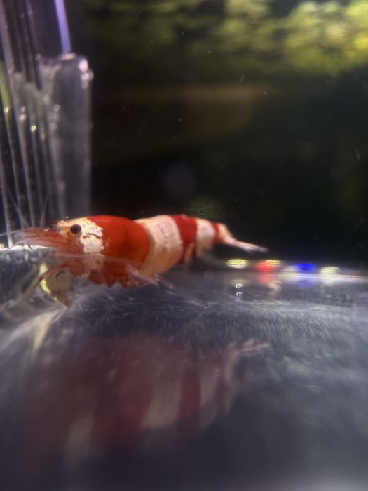 Krewetki Caridina Crystal Red