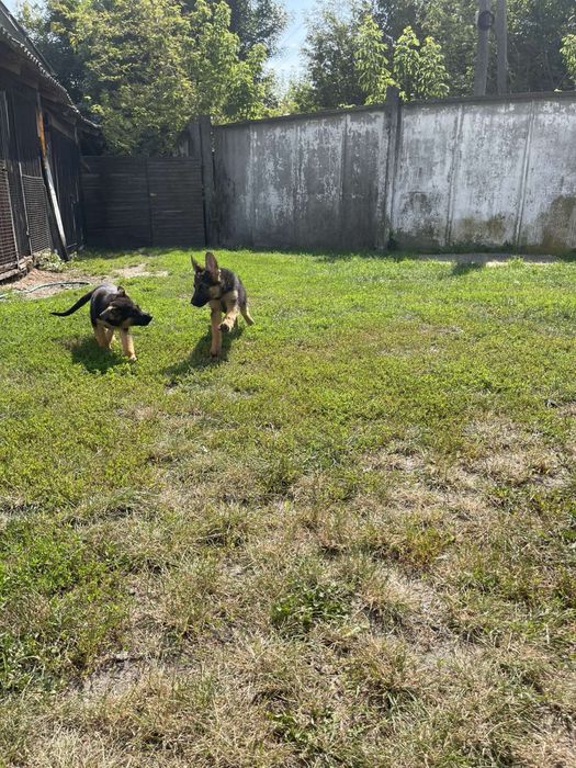 Маємо  таких красунчиків