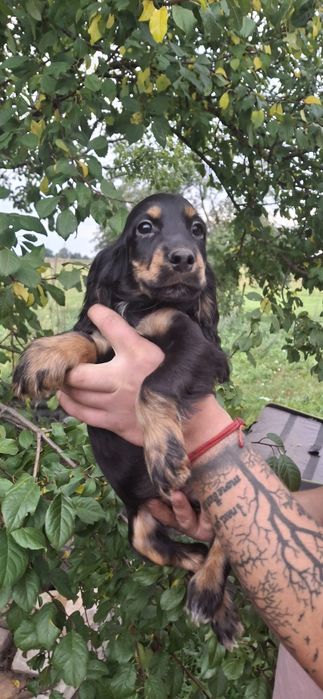 Cocker Spaniel Angielski podpalana suczka