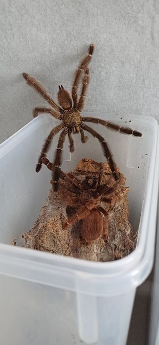 Psalmopeus Redunkus L2 hurt