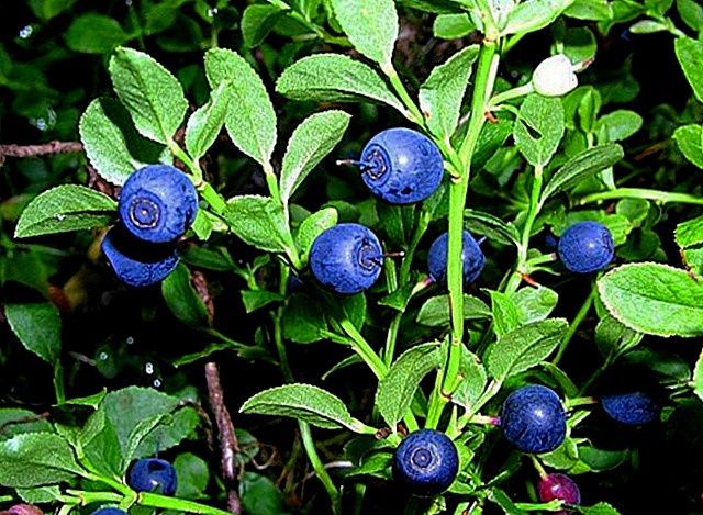 Чорниця саджанці(не лохина)