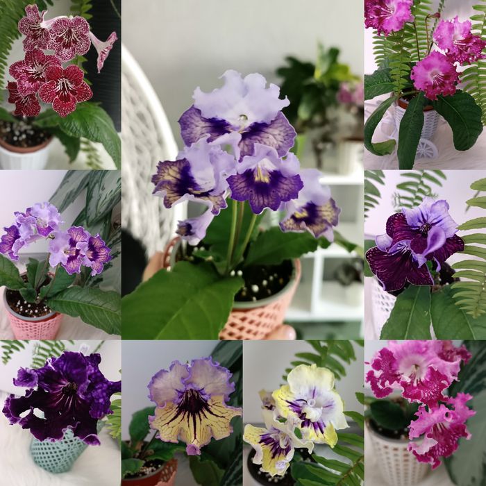 Продам  стрептокарпуси, примуліни та аспленіум