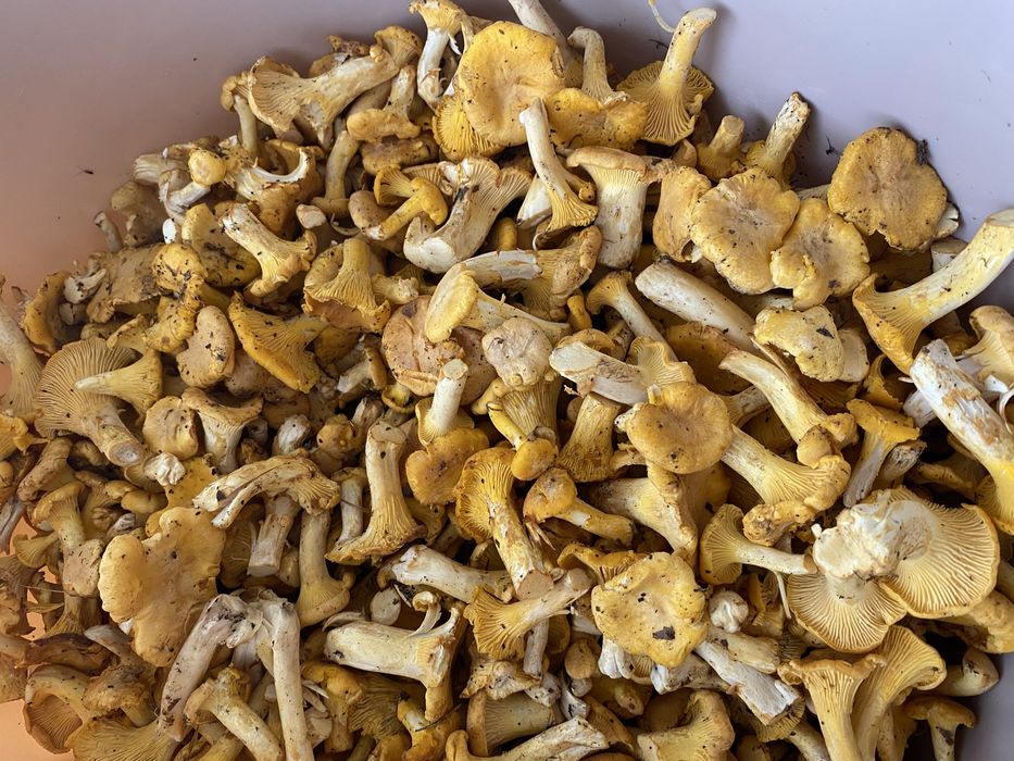 Sprzedam 2 kg kurek zbieram codziennie po 30 zl za kg