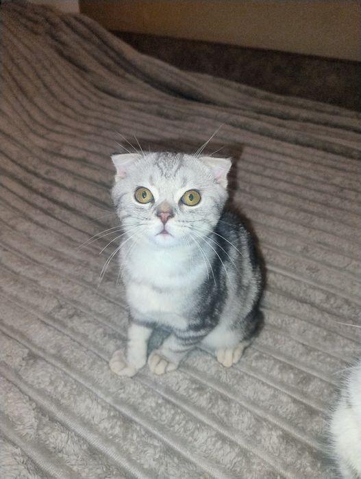 Шотландские котята.