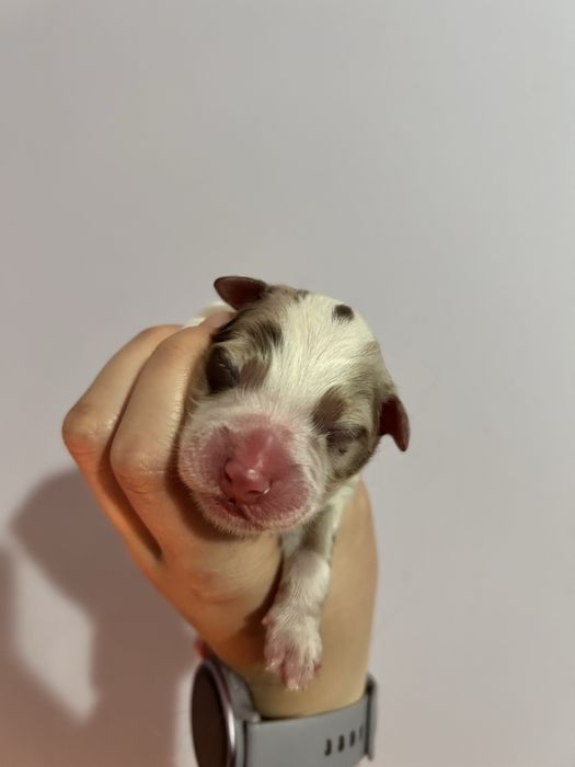 Chłopiec red merle owczarek australijski - odbiór koniec czerwca!