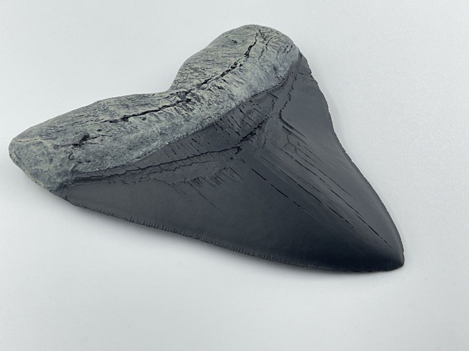 Зуб мегалодона. Зуб акулы. Окаменелости