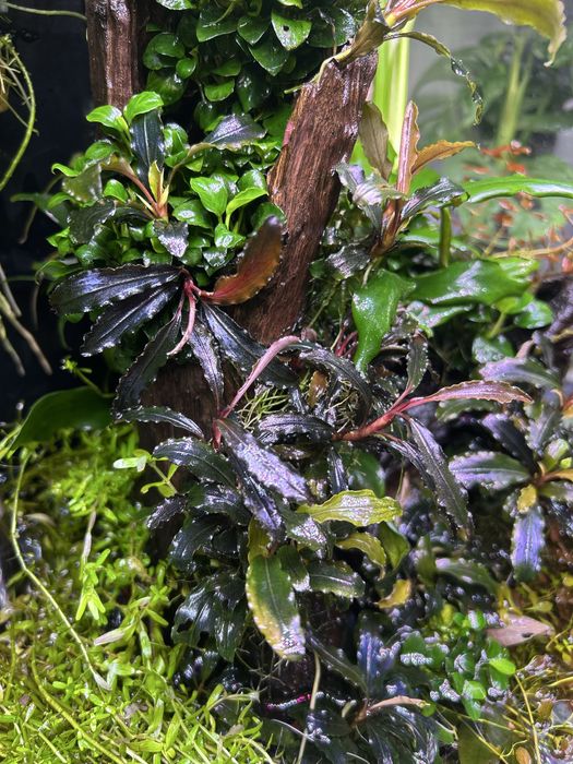 Bucephalandra „Mini red”