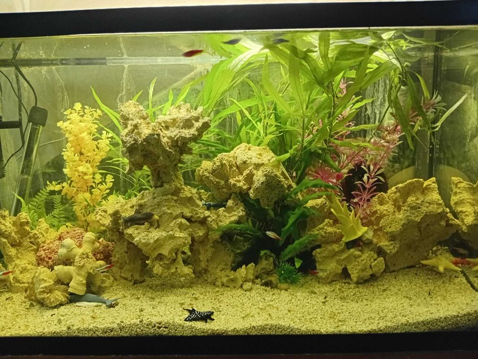 Акваріум з різними видами риб, рослин, креветок функціонує без світла