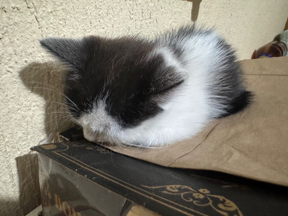 Кошенята, 2 хлочпика, одна дівчинка, чорні і білі, 2 місяця