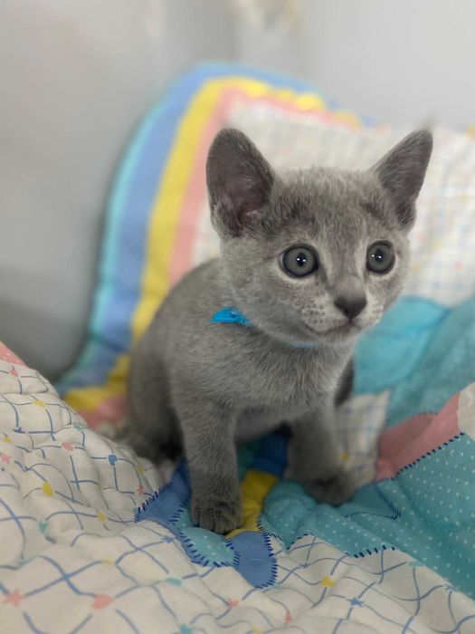 Kocurek Rosyjski Niebieski FPL