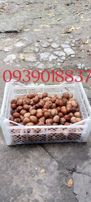 Продам грецкий орех