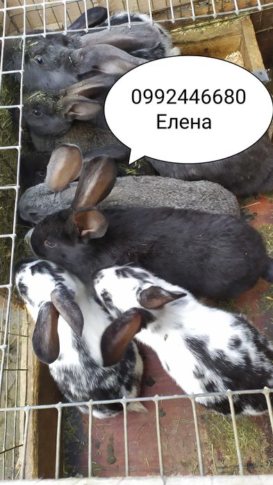 Кролики, крольчата 2 мес