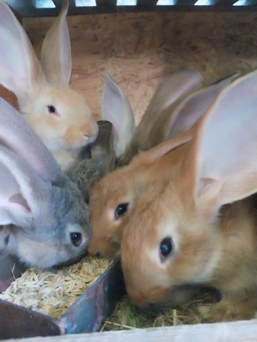 Sprzedam młode króliki