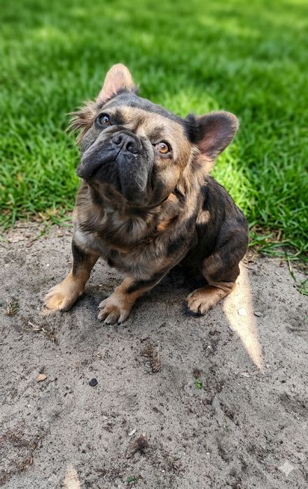 Buldog francuski pies 15 miesięcy