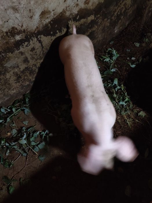 Porcas pietran tenho vários tamanhos