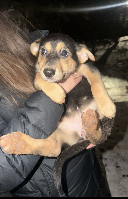 Дуже потрибна допомога щенкам