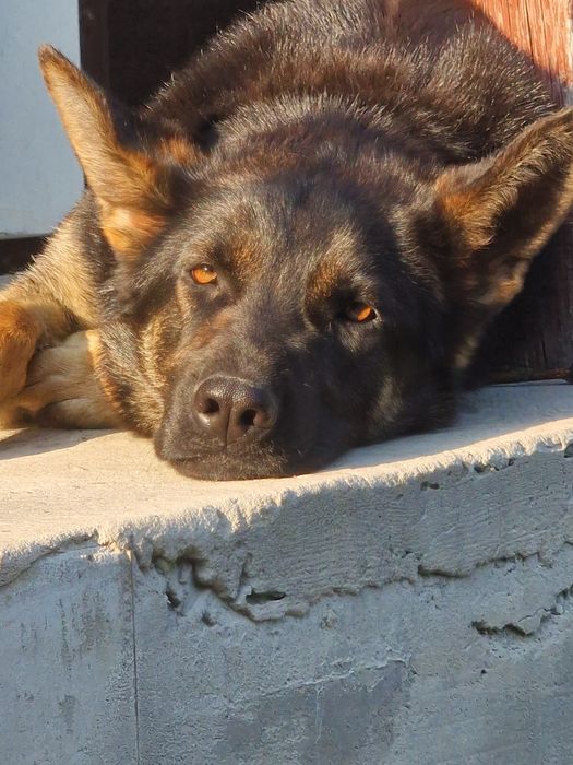 Відам немецку овчарку