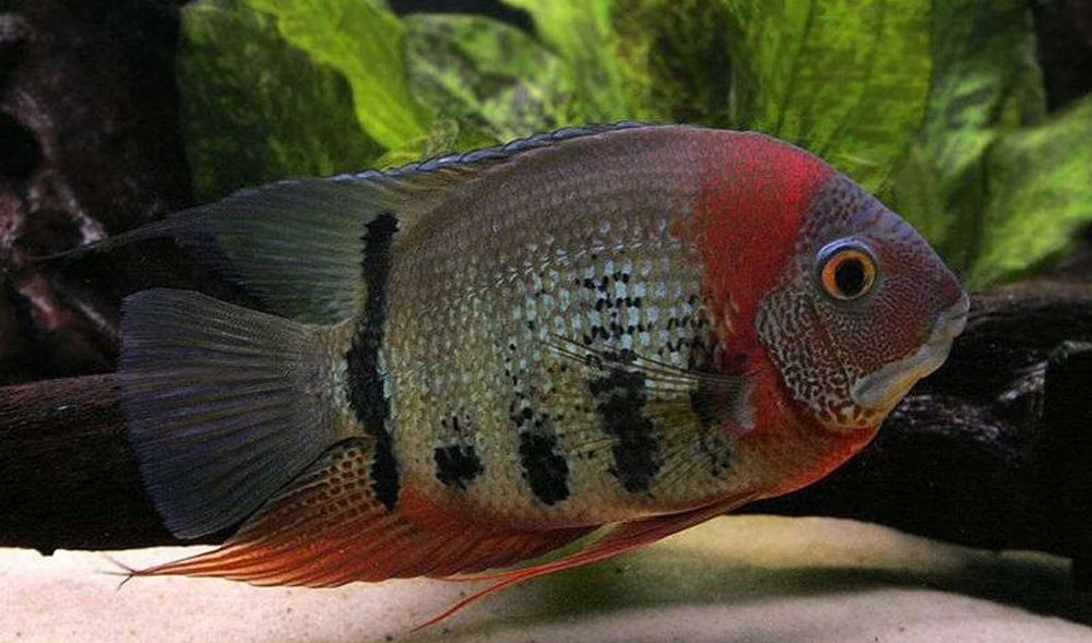 GB Pielęgnica Severum Rotkeil - dowóz ryb!