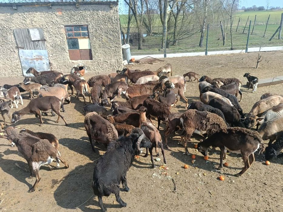 Owce  kameruńskie