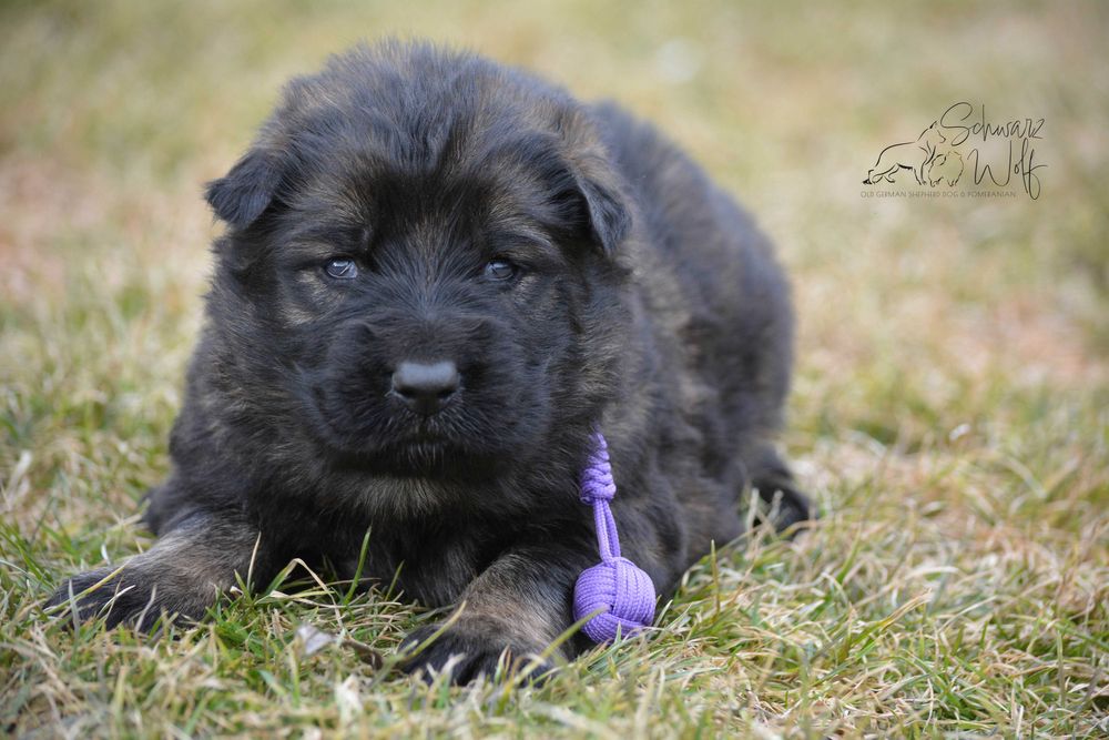 Owczarek staroniemiecki dziewczynka wilczasta