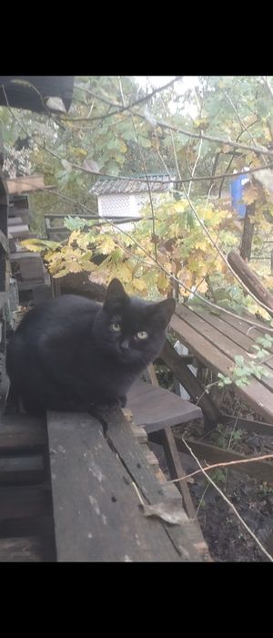 Чорно-рудий Кіт Дизель