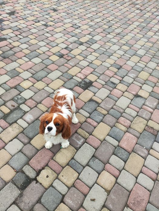 Кавалер Кінг Чарльз Спаніель - в'язка. Має док. КСУ