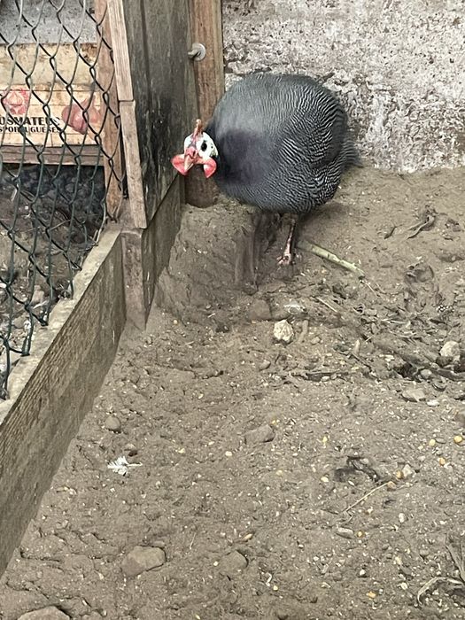 Galinhas de angola ou fracas