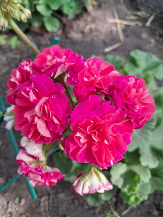 Пеларгонія ЮВ Візантія