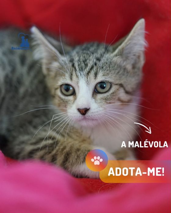 ninhada de gatinhos