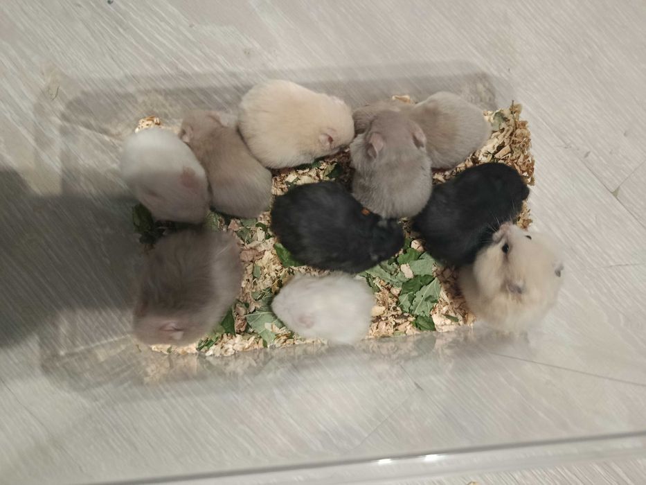 Хомяки  : пепельные, кремовые, черные . джунгарские