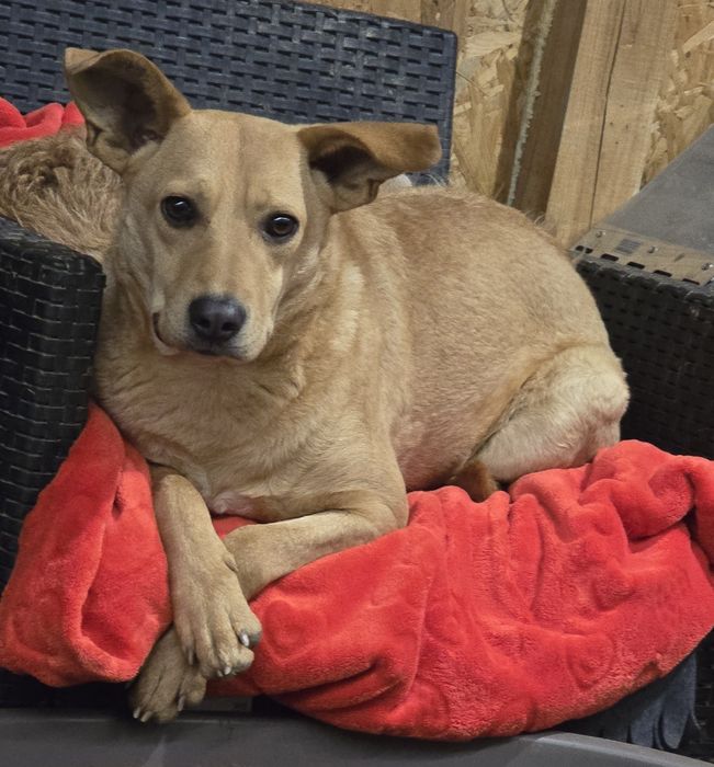 15kg sunia do adopcji