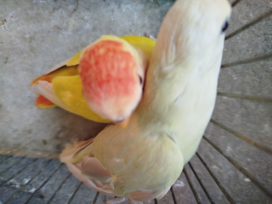 Agapornis casal fischeres yellow faces opalinos e casal roseicollis opalinos
