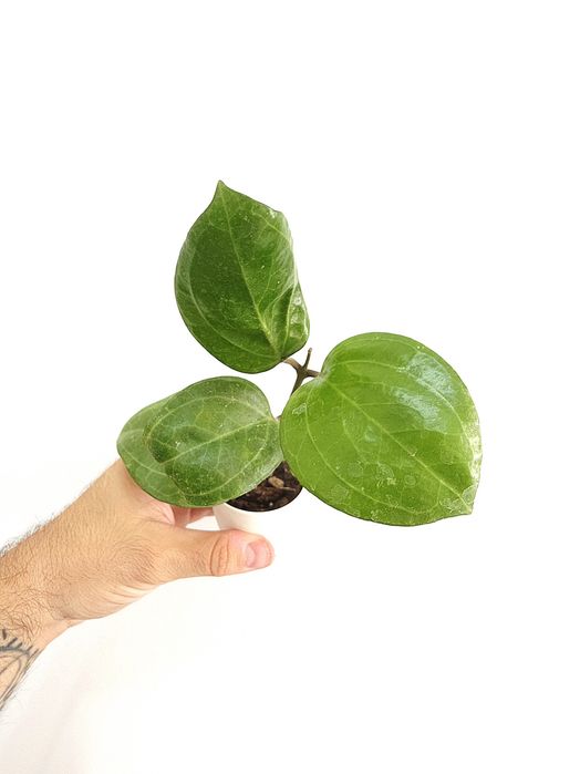 Hoya Sarawak Cream
