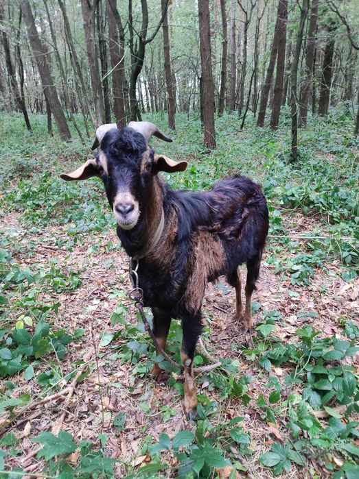 Козлик 1 рік і 4 місяці.