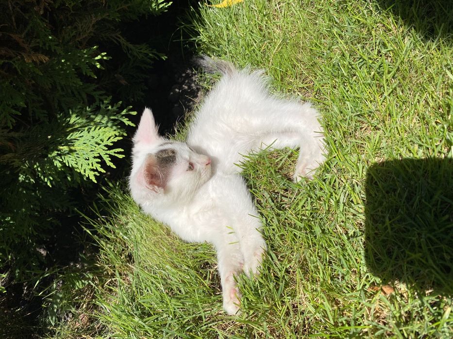 Кішка та її кошеня шукають люблячих господарів